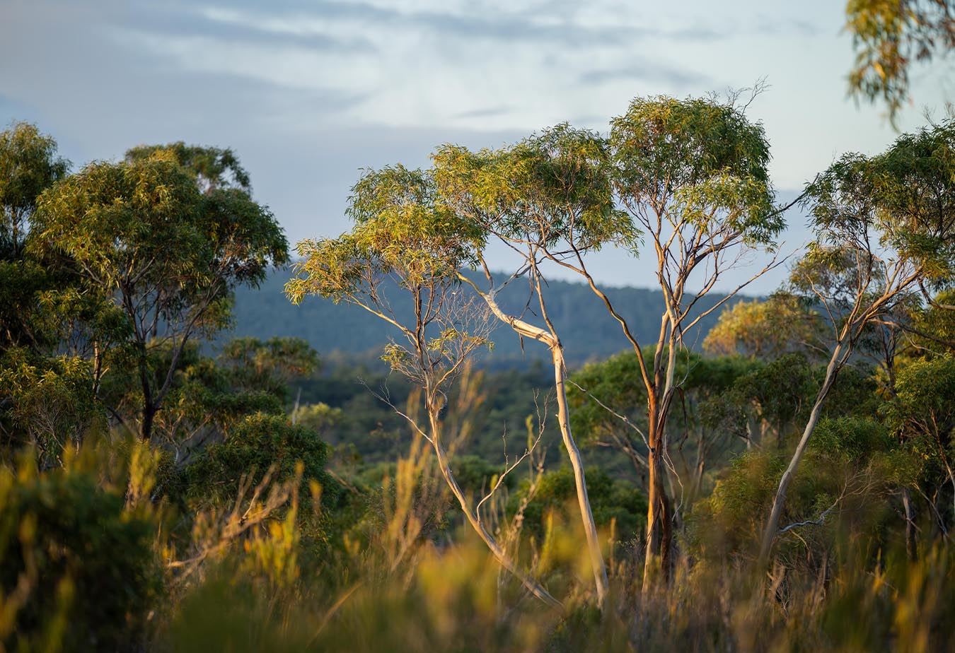 Close-up image of tree branches with green leaves, with blurred forestry in the background.